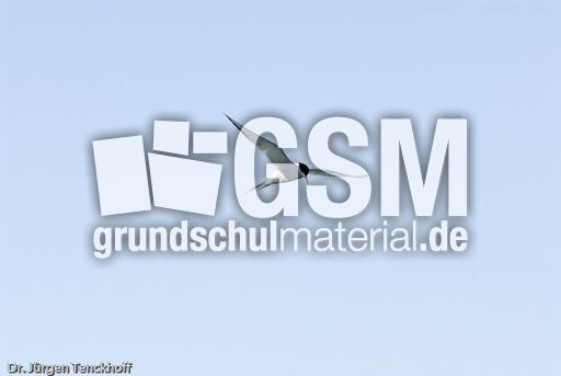 Küstenseeschwalbe (2 von 6).jpg